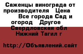 Саженцы винограда от производителя › Цена ­ 800 - Все города Сад и огород » Другое   . Свердловская обл.,Нижний Тагил г.